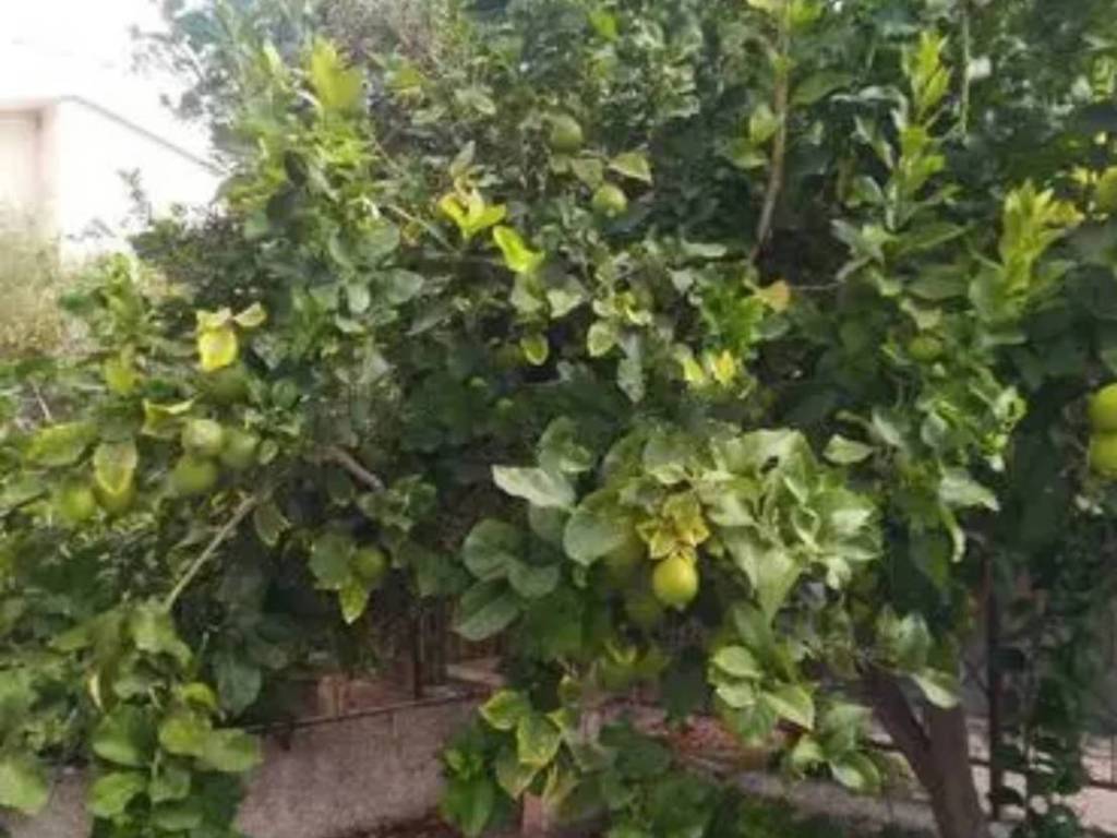 casa indipendente in vendita ad Amantea in zona Campora San Giovanni