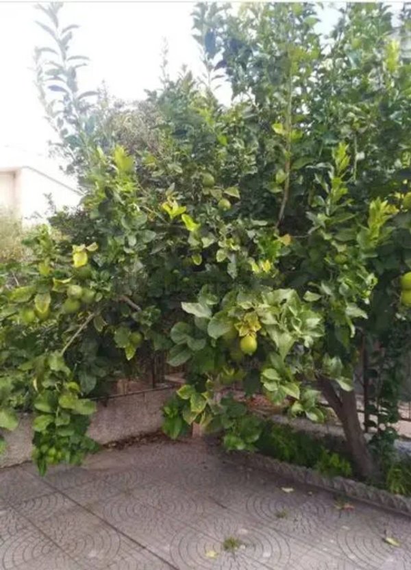 appartamento in vendita ad Amantea in zona Campora San Giovanni