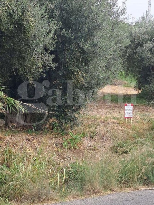 terreno agricolo in vendita ad Amantea