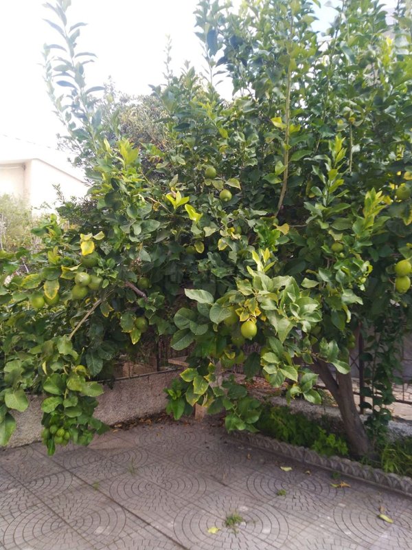 appartamento in vendita ad Amantea