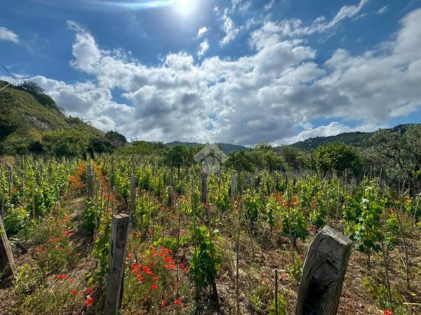 terreno agricolo in vendita ad Amantea