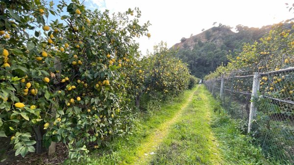 terreno agricolo in vendita ad Amendolara