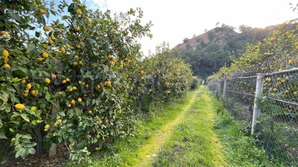 terreno agricolo in vendita ad Amendolara