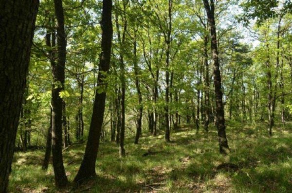 terreno agricolo in vendita ad Aprigliano in zona Vico