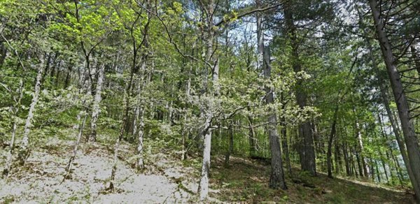 terreno agricolo in vendita ad Aprigliano