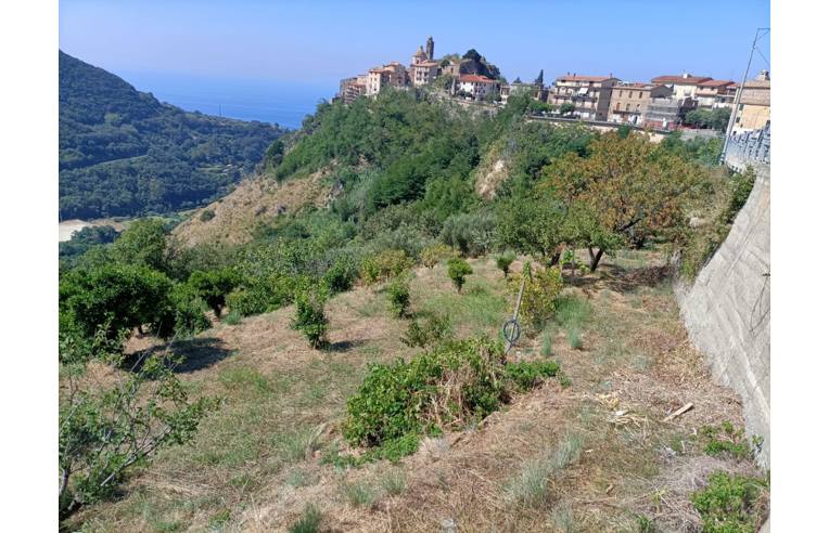 terreno agricolo in vendita a Belmonte Calabro