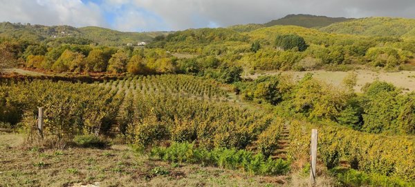 terreno agricolo in vendita a Belsito