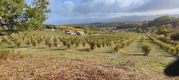 terreno agricolo in vendita a Belsito