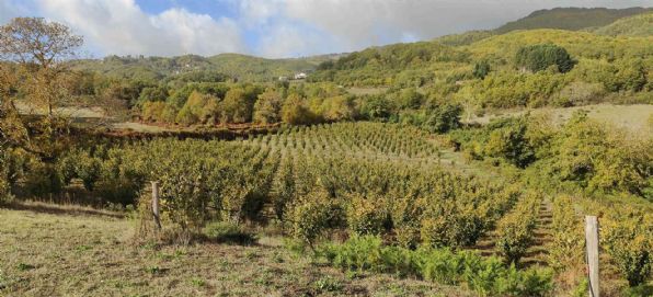 terreno agricolo in vendita a Belsito