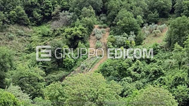 terreno agricolo in vendita a Belvedere Marittimo