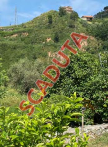 terreno agricolo in vendita a Belvedere Marittimo