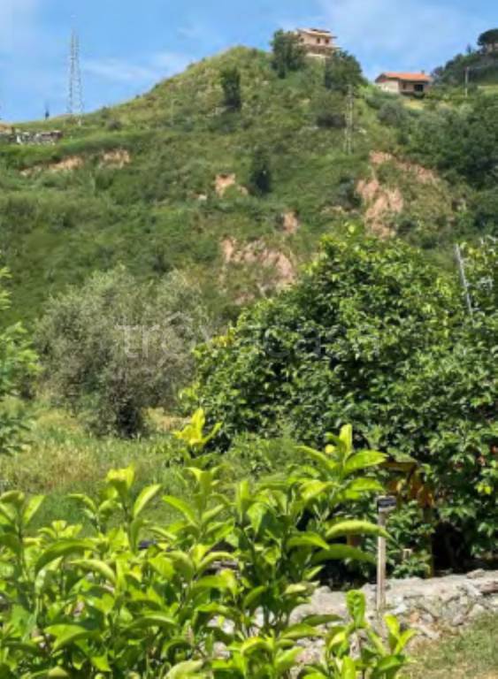 terreno agricolo in vendita a Belvedere Marittimo