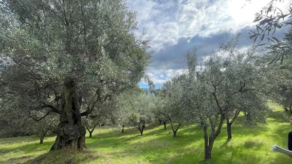 terreno agricolo in vendita a Bisignano