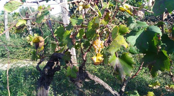 terreno agricolo in vendita a Bisignano