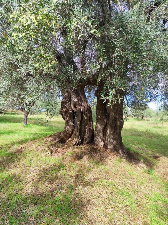 terreno agricolo in vendita a Bisignano