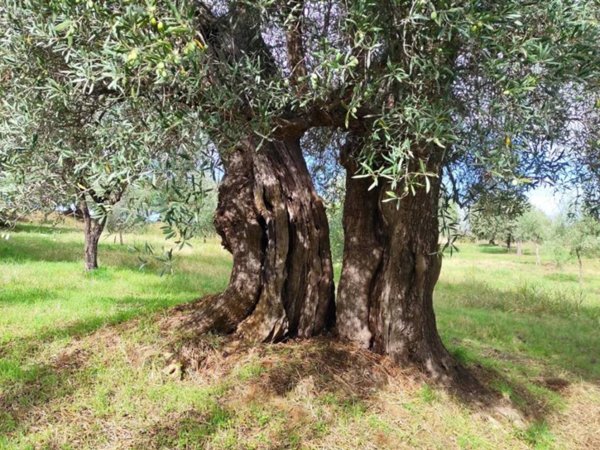 terreno agricolo in vendita a Bisignano