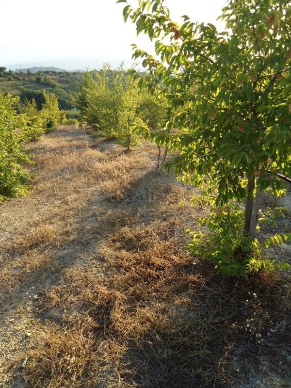 casa indipendente in vendita a Bisignano