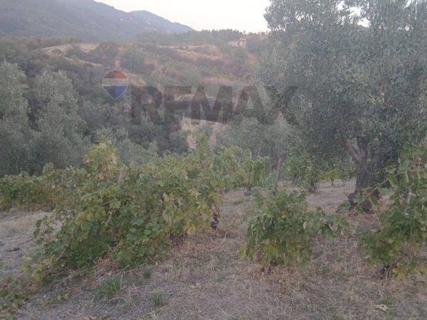 terreno agricolo in vendita a Bisignano