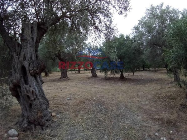 terreno agricolo in vendita a Calopezzati