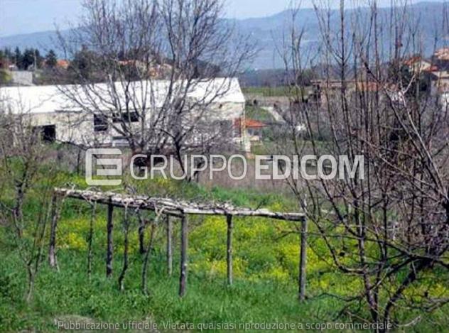 terreno agricolo in vendita a Carolei