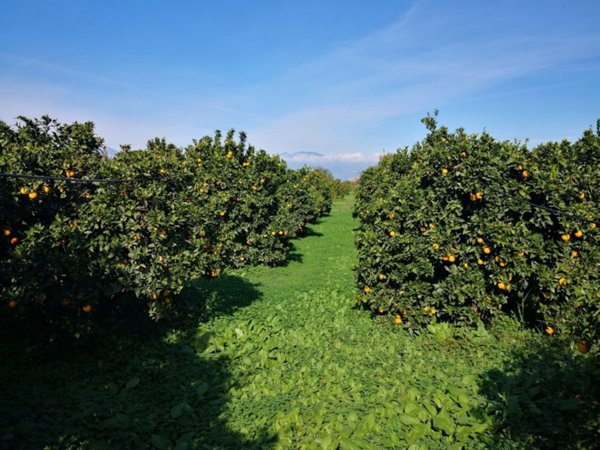 terreno agricolo in vendita a Cassano all'Ionio