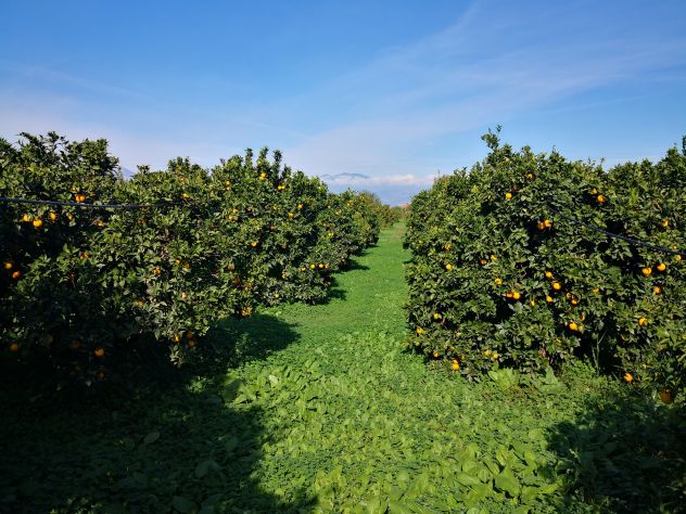 terreno agricolo in vendita a Cassano all'Ionio