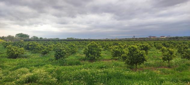 terreno agricolo in vendita a Cassano all'Ionio