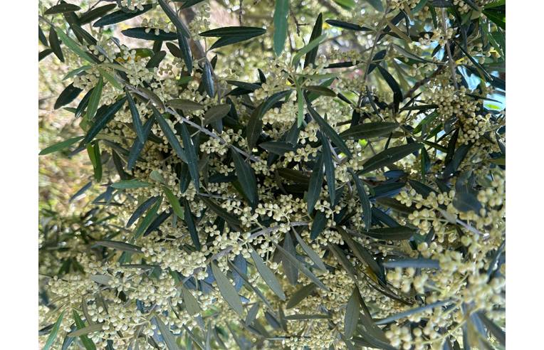 casa indipendente in vendita a Cassano all'Ionio