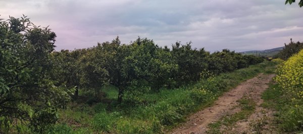 terreno agricolo in vendita a Cassano all'Ionio