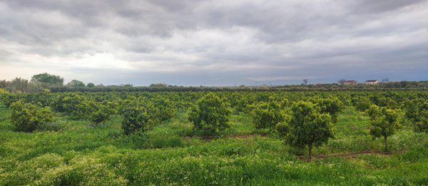 terreno agricolo in vendita a Cassano all'Ionio