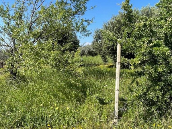 terreno agricolo in vendita a Cassano all'Ionio