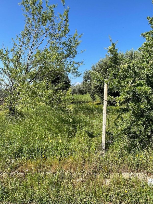 terreno agricolo in vendita a Cassano all'Ionio