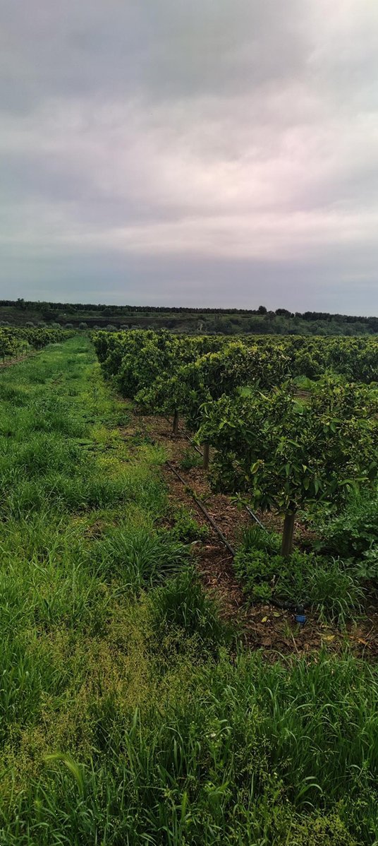 terreno agricolo in vendita a Cassano all'Ionio