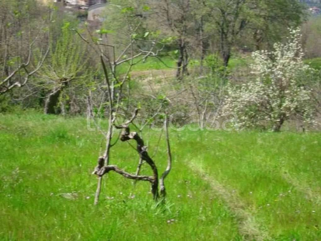 terreno agricolo in vendita a Castrolibero