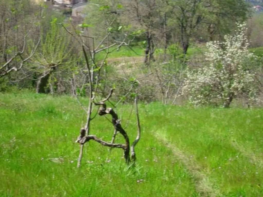terreno agricolo in vendita a Castrolibero