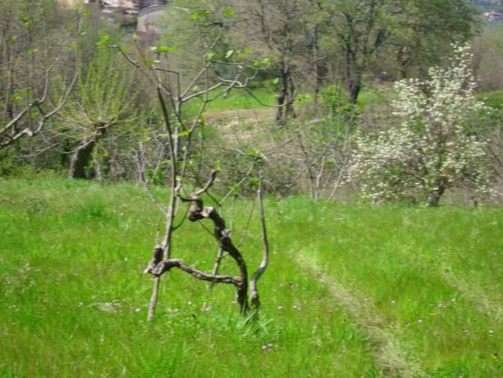 terreno agricolo in vendita a Castrolibero