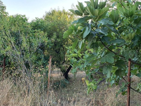 terreno agricolo in vendita a Castrovillari