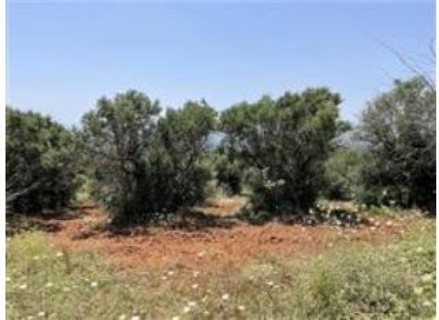 terreno agricolo in vendita a Castrovillari