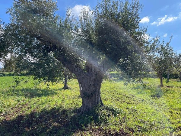 terreno agricolo in vendita a Castrovillari