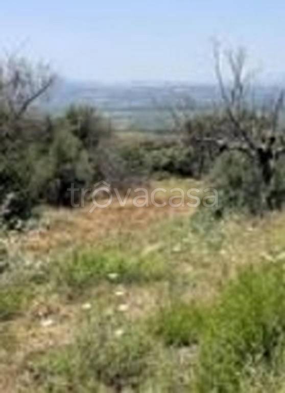 terreno agricolo in vendita a Castrovillari