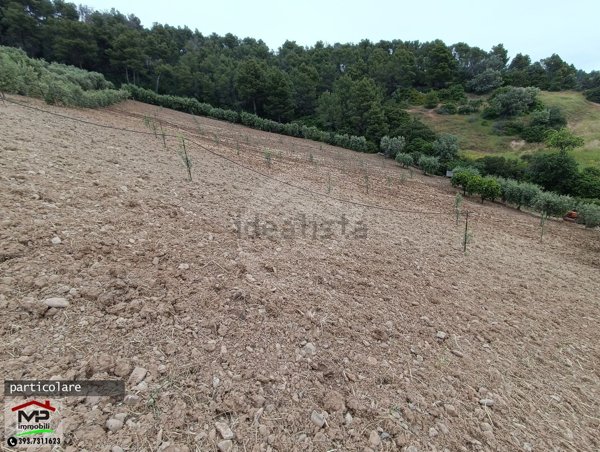 terreno agricolo in vendita a Cerchiara di Calabria