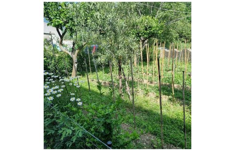 casa indipendente in vendita a Cetraro in zona Sinni