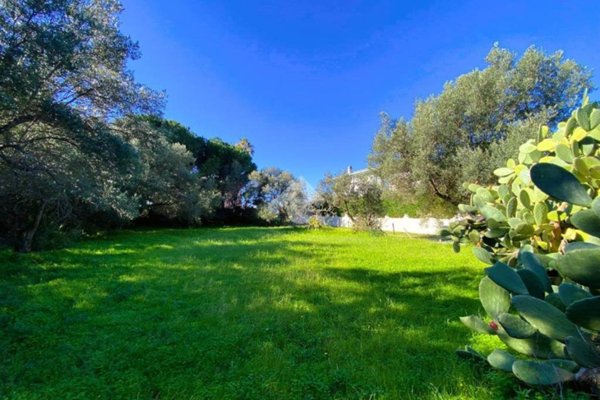 terreno agricolo in vendita a Cetraro