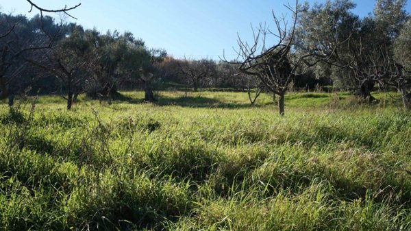 terreno agricolo in vendita a Cosenza
