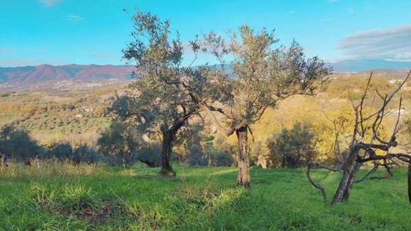 terreno agricolo in vendita a Cosenza