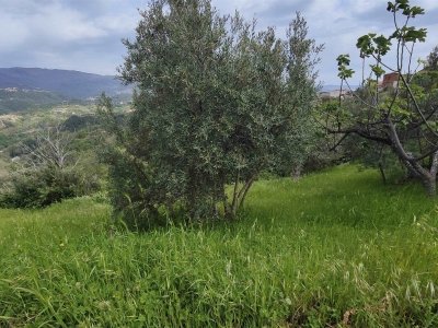 terreno agricolo in vendita a Cosenza in zona Cosenza Vecchia
