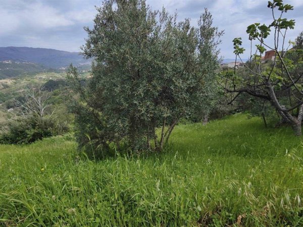 terreno agricolo in vendita a Cosenza in zona Donnici