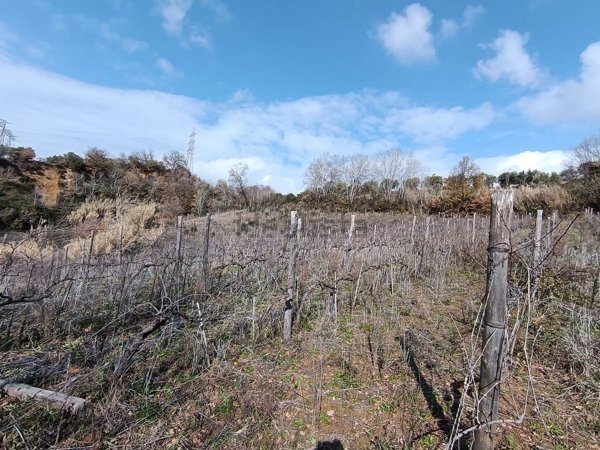 terreno agricolo in vendita a Cosenza in zona Borgo Partenope
