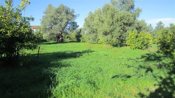 terreno agricolo in vendita a Crosia in zona Mirto
