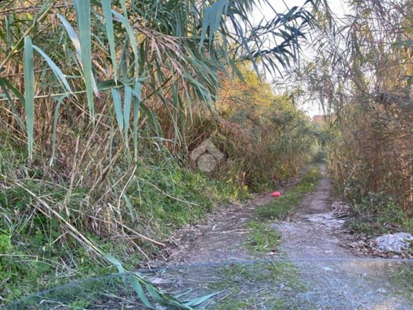 terreno agricolo in vendita a Diamante